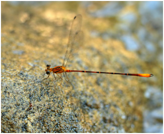 Heteragrion triangulare mâle, Spray-zone Flatwing