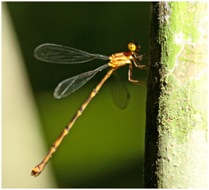 Heteragrion triangulare femelle,  Spray-zone Flatwing