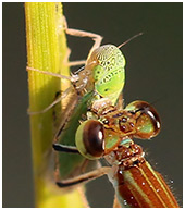 Homeoura chelifera femelle, Common marshdamsel female