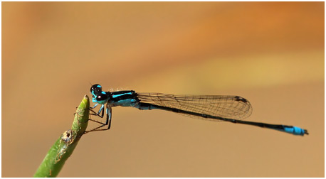 Homeoura chelifera mâle, Common marshdamsel