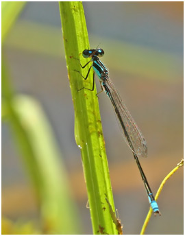 Homeoura chelifera mâle, Common marshdamsel