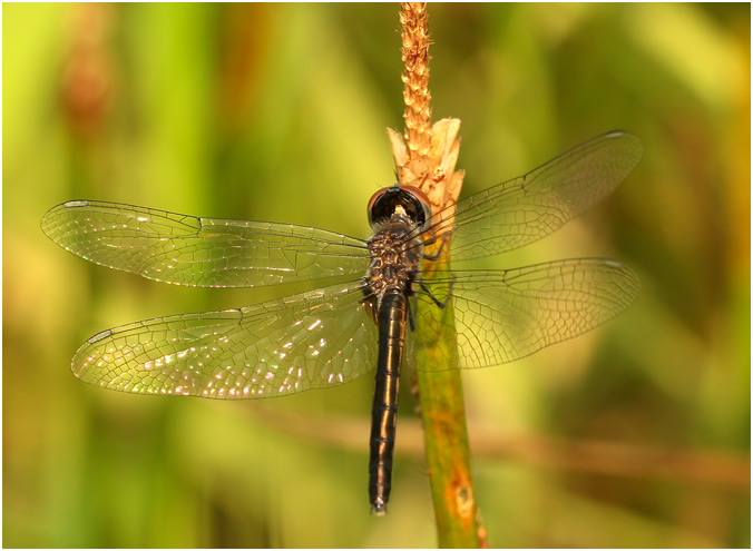 Idiataphe amazonica, Amazon Pennant