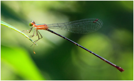 Idioneura ancilla femelle, Ruby-eyed Leafhanger