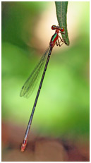 Idioneura ancilla femelle, Ruby-eyed Leafhanger