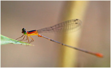 Idioneura ancilla mâle, Ruby-eyed Leafhanger