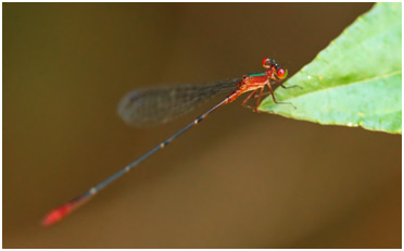 Idioneura ancilla mâle, Ruby-eyed Leafhanger