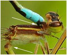 Ischnura capreolus accouplement, Tiny forktail mating