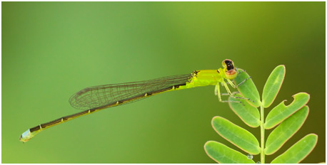 Ischnura caprreolus femelle immature, Tiny forktail immature female