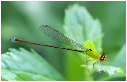 Ischnura caprreolus femelle immature, Tiny forktail immature female