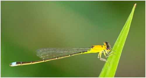 Ischnura caprreolus femelle immature, Tiny forktail immature female