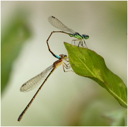 Ischnura capreolus tandem, Tiny forktail tandem