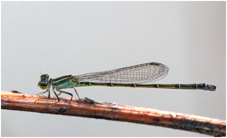 Ischnura capreolus femell, Tiny forktai female