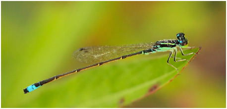 Ischnura capreolus mâle, Tiny forktai male