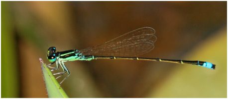 Ischnura capreolus mâle, Tiny forktai male