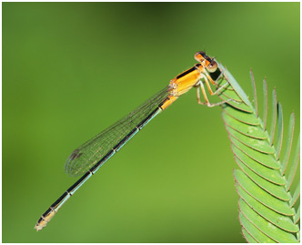 Ischnura fluviatilis femelle immature