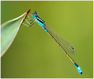 Ischnura fluviatilis mâle