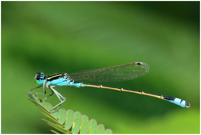 Ischnura fluviatilis mâle