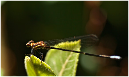 Leptagrion macrurum, Blue-and-brown Bromeliad Guard