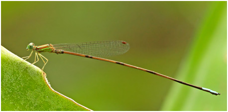 Leptagrion perlongum mâle, Long-tailed Bromeliad Guard 