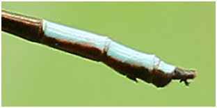 Leptagrion perlongum mâle, Long-tailed Bromeliad Guard 