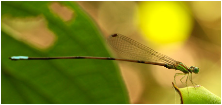 Leptagrion perlongum mâle, Long-tailed Bromeliad Guard 