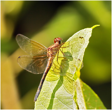 Macrothemis declivata femelle, Racket-tailed Sylph 