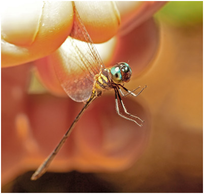 Macrothemis extensa, Attenuate sylph