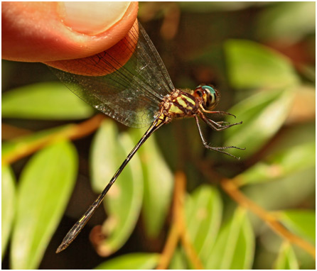 Macrothemis extensa, Attenuate sylph