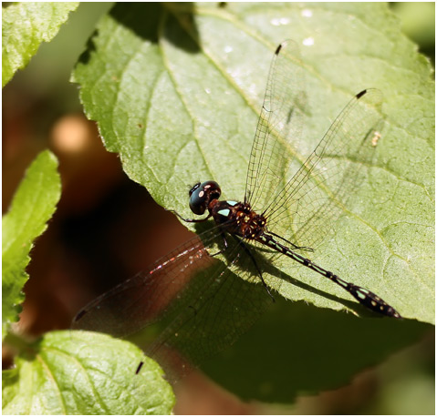 Macrothemis hemichlora mâle, Delta-fronted Sylph