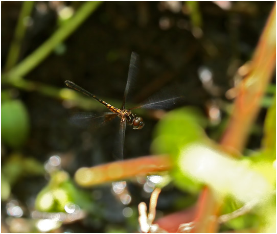 Macrothemis musiva, Delicate Sylph