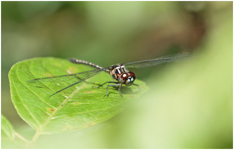 Macrothemis tenuis, Pin-tailed Sylph