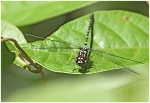 Macrothemis tenuis, Pin-tailed Sylph