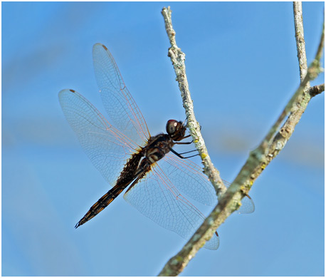 Miathyria marcella mâle,  Hyacinth glider