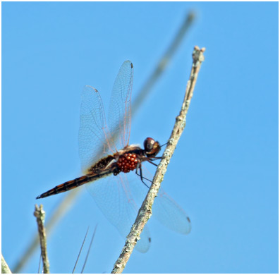 Miathyria marcella mâle,  Hyacinth glider