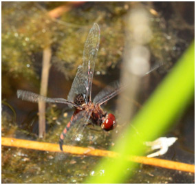 Miathyria simplex femelle en ponte,  Dwarf Glider