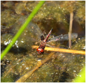 Miathyria simplex femelle en ponte,  Dwarf Glider