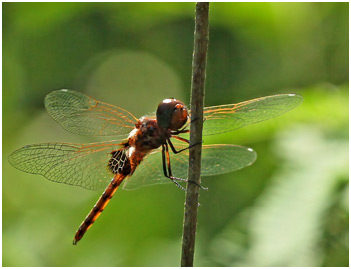 Miathyria simplex mâle immature,  Dwarf Glider