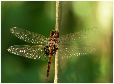 Miathyria simplex mâle immature,  Dwarf Glider