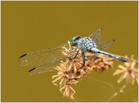 Micrathyria-artemis mâle, Dusky-faced Dasher