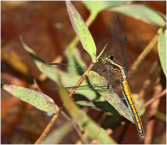 Micrathyria athenais femelle, Blue-grey dasher