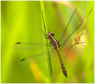 Micrathyria athenais, Blue-grey Dasher