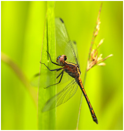 Micrathyria athenais, Blue-grey Dasher