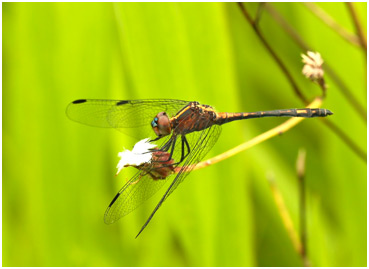 Micrathyria athenais, Blue-grey Dasher