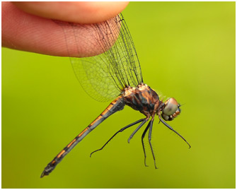 Micrathyria athenais, Blue-grey Dasher