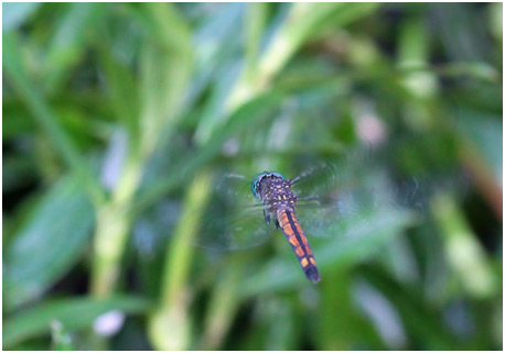 Micrathyria atra femelle, Black dasher