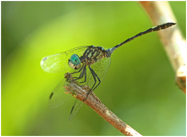 Micrathyria catenata mâle, Bow-tailed dasher