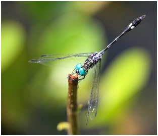 Micrathyria catenata mâle, Bow-tailed dasher