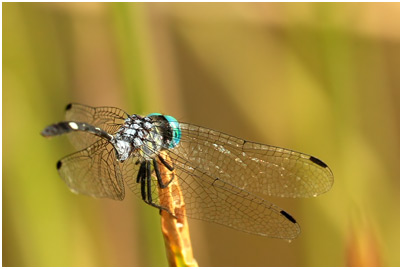 Micrathyria catenata mâle, Bow-tailed dasher