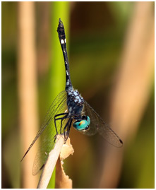 Micrathyria catenata mâle, Bow-tailed dasher