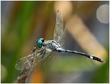 Micrathyria catenata mâle, Bow-tailed dasher